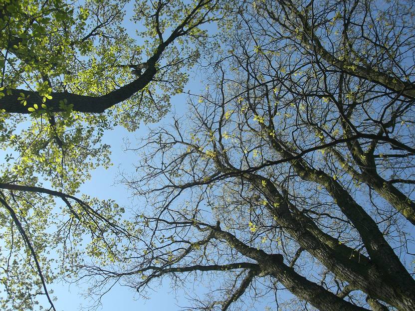 Stellen Sie sich vor, Sie liegen auf einer Lichtung und schauen nach oben und betrachten den blauen sonnigen Himmel der von den umstehenden Baumkronen umrahmt wird